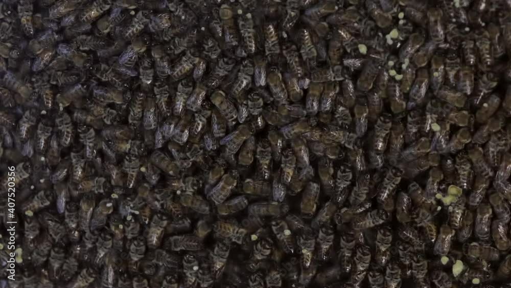 bee colony inside the honeycomb time lapse 