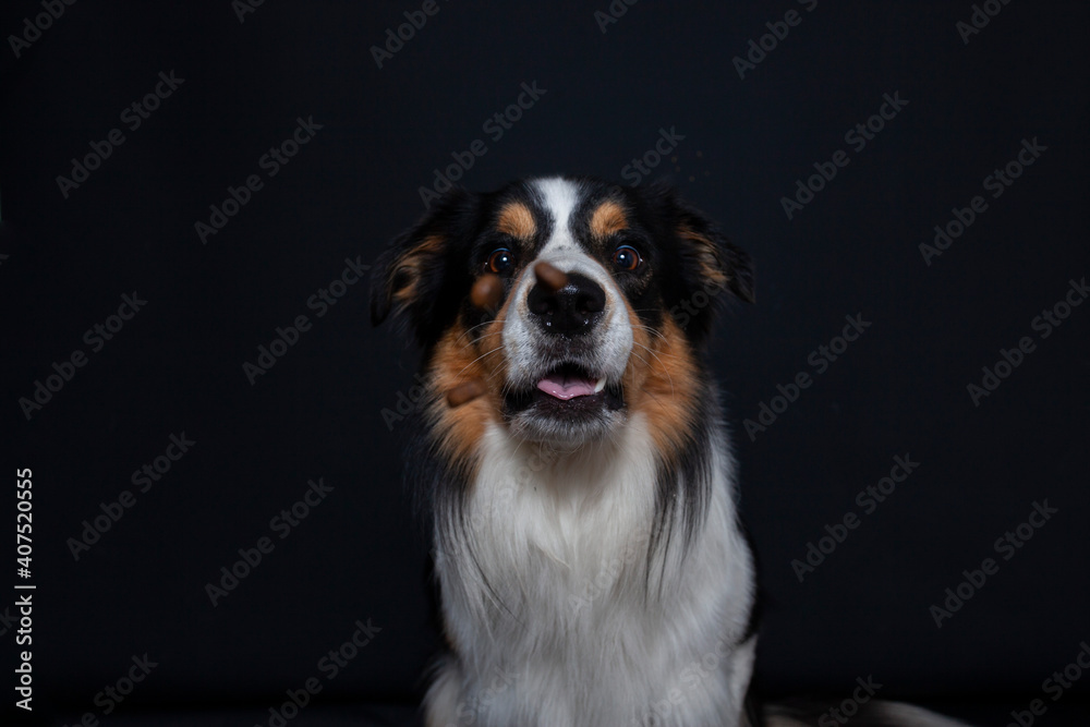 Border Collie im Foto studio schnappt nach essen. Hund macht witziges gesicht während er Treats fängt.