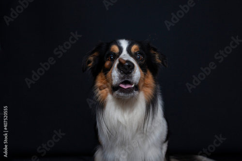 Border Collie im Foto studio schnappt nach essen. Hund macht witziges gesicht während er Treats fängt.