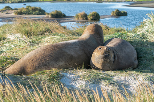 Elephant seals resting atthe beach
