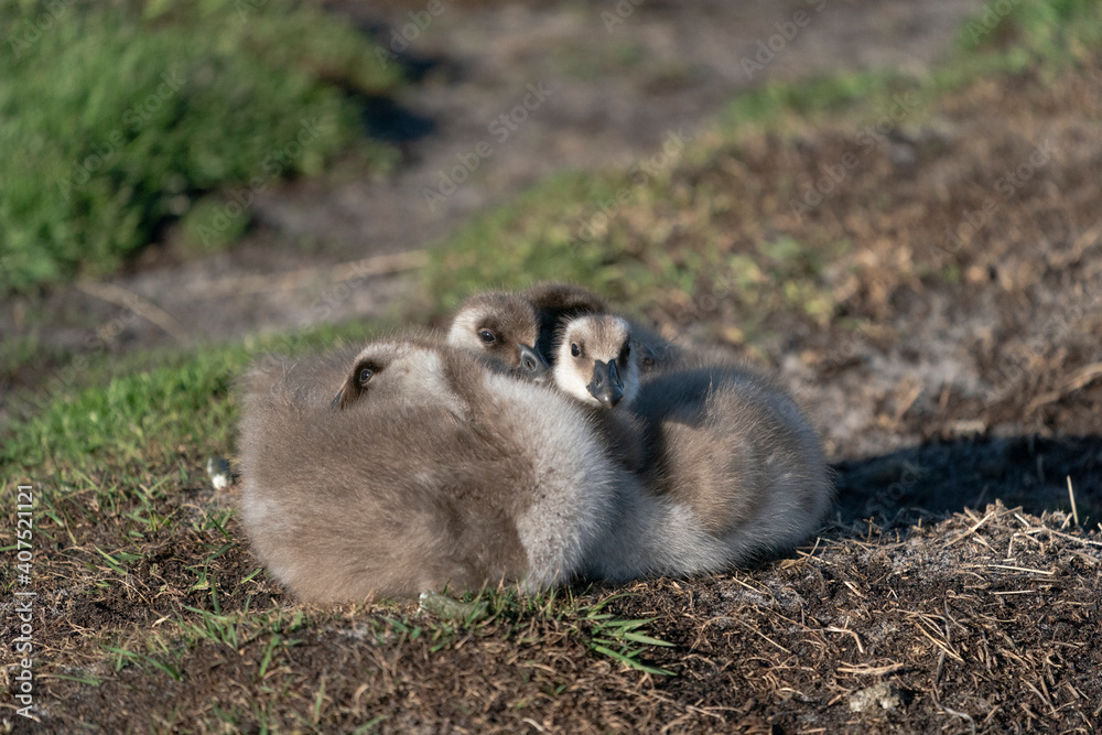 The ruddy-headed goose (Chloephaga rubidiceps)