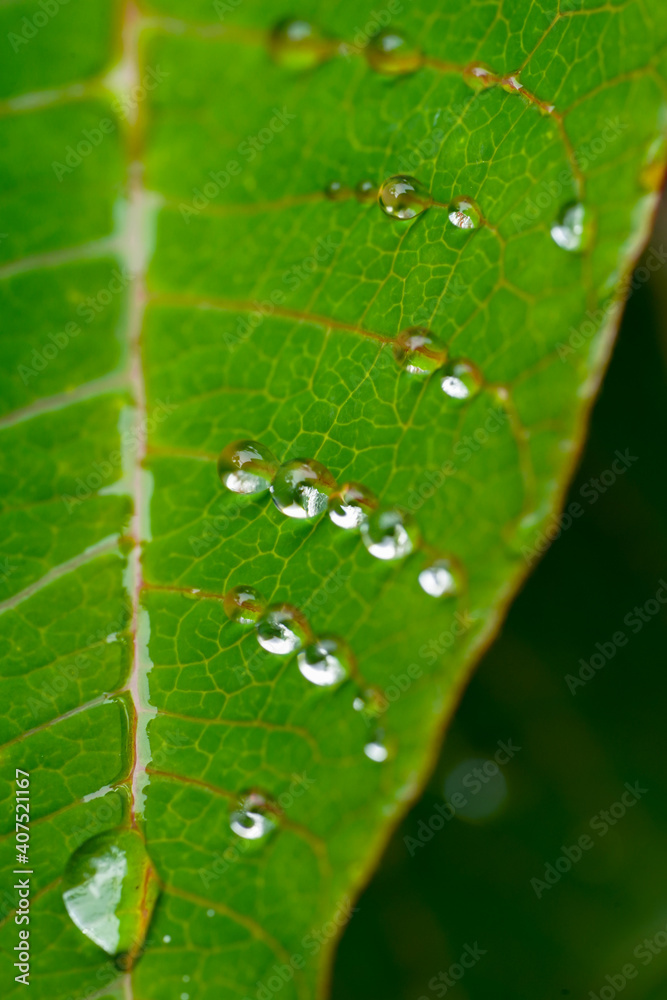 Water drops forming lines in a Poinsettia leaf Water drops forming lines in a Poinsettia leaf