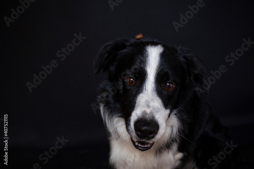 Border Collie im Foto studio schnappt nach essen. Hund macht witziges gesicht während er Treats fängt. © lichtflut_photo