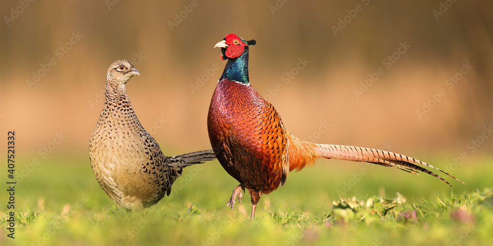 Two common pheasants, phasianus colchicus, standing close to each other during spring breeding season. Couple of cock and hen looking into camera on a sunny day from low angle perspective.