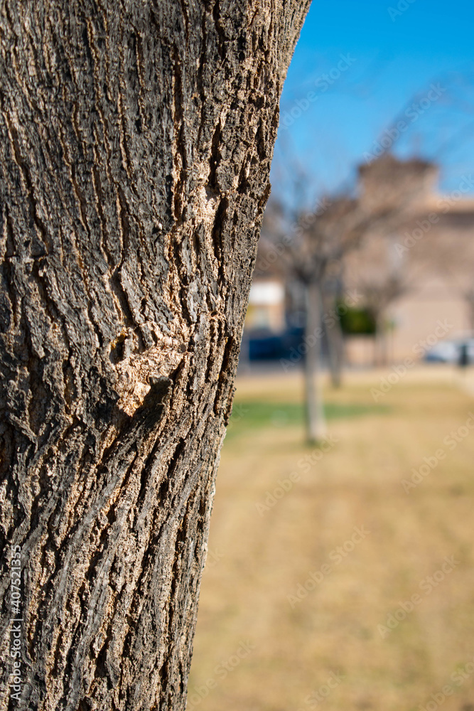 Fototapeta premium tronco de arbol con corteza en detalle en el parque cami artana Burriana borriana castellon