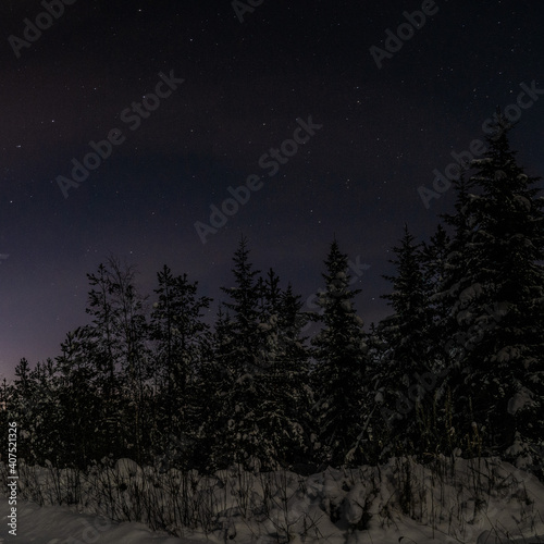 snow covered trees © Алексей Ильин