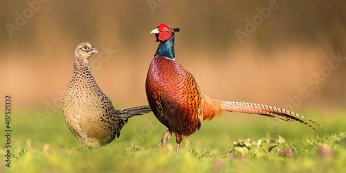 Obraz na płótnie Two common pheasants, phasianus colchicus, standing close to each other during spring breeding season. Couple of cock and hen looking into camera on a sunny day from low angle perspective. w salonie