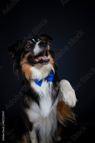 Border Collie im Fotostudio macht Kunststücke. Hund gibt pfote und trägt eine Schleife © lichtflut_photo