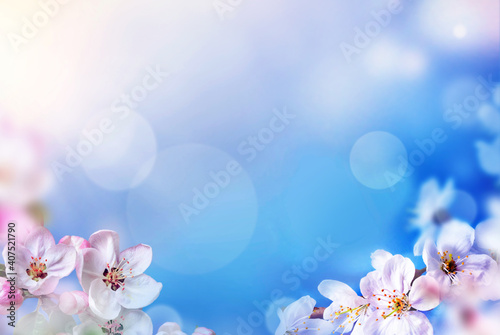 Blossom tree over nature background. Spring flowers. Spring Background.