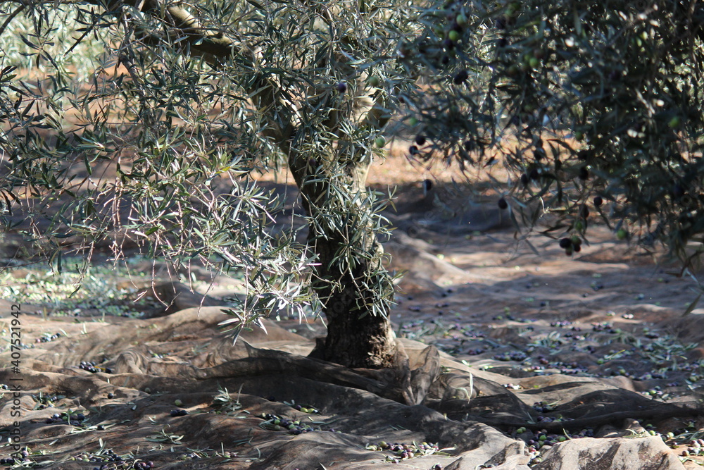 Olivos , trabajadores y aceituna. Olivos , trabajadores y aceituna.