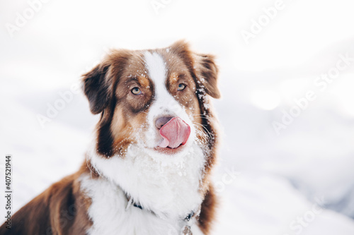 Portrait eines schönen braunen Hundes im Winter der sich nach dem Spielen im Schnee mit der Zunge die Schnauze abschleckt