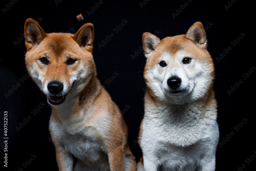 Two shiba inus trying to catch a treat in the studio. More dogs make a funny face while catching food