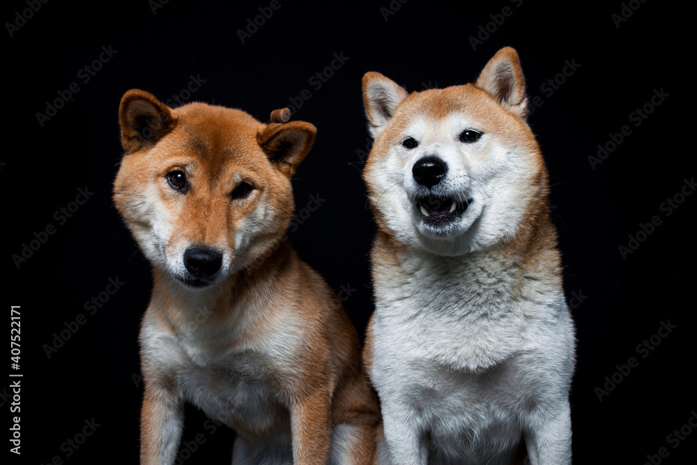 custom made wallpaper toronto digitalTwo shiba inus trying to catch a treat in the studio. More dogs make a funny face while catching food