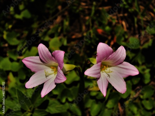 pink lotus flower