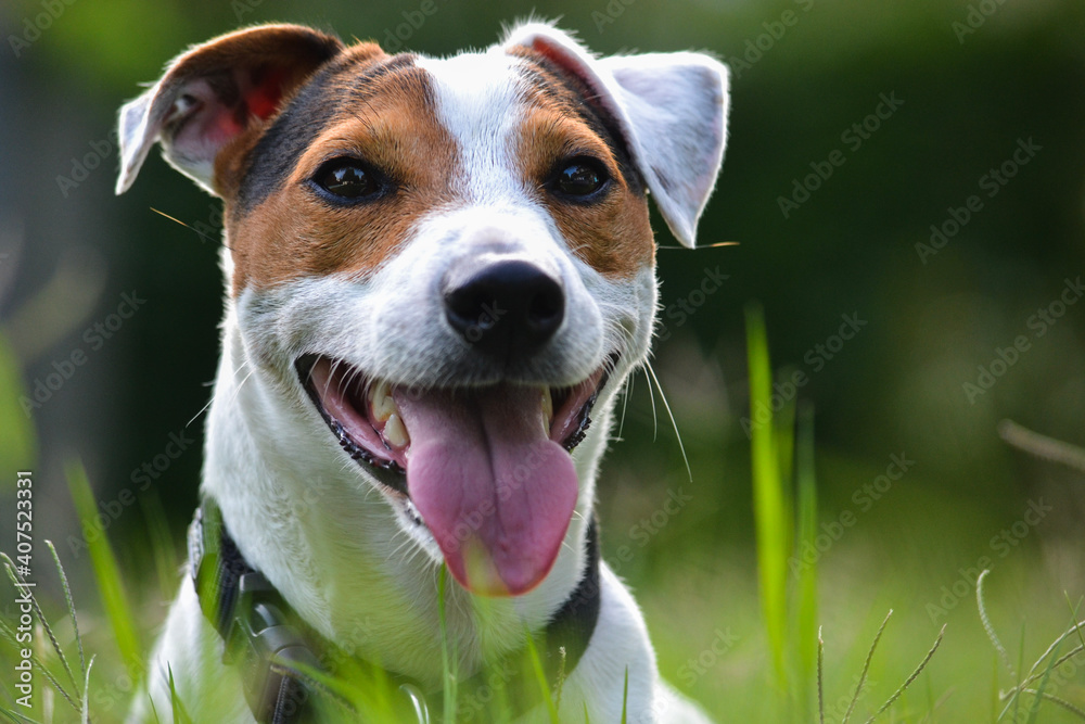 Jack russell terrier dog in green garden , outdoors