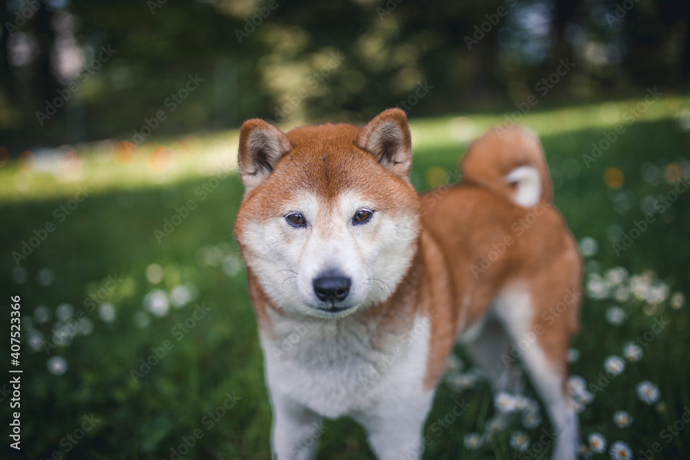 Shiba Inu auf einer grüßnen Blumenwiese.