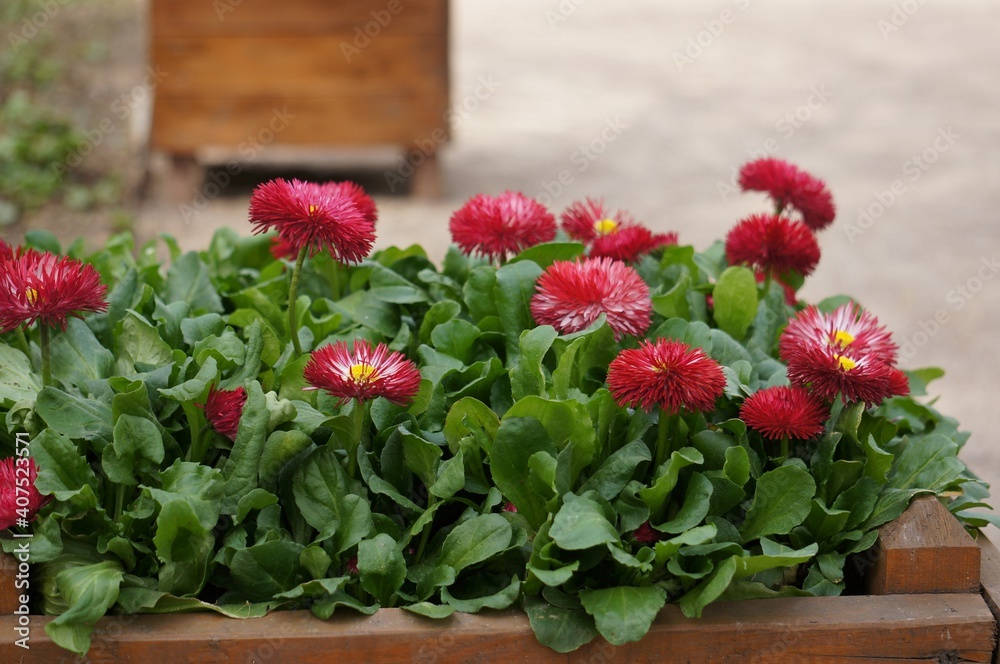 Naklejka premium Red daisies in a planting box for planting on a flower bed.