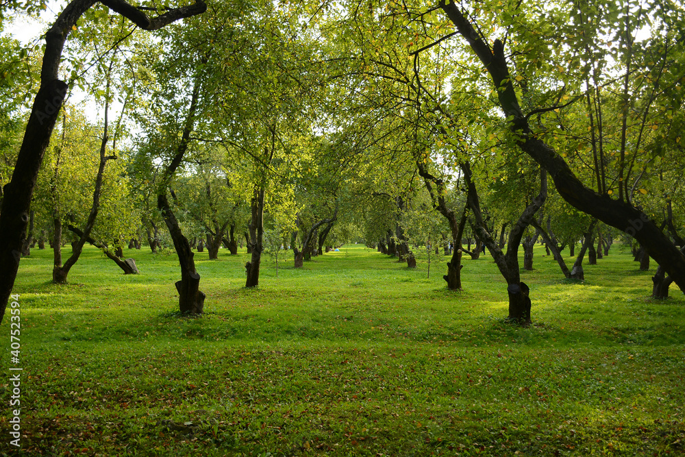 Fototapeta premium MOSCOW, RUSSIA - September 3, 2020: Architectural and natural Landscape museum Kolomenskoye