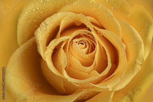 Yellow rose macro closeup 