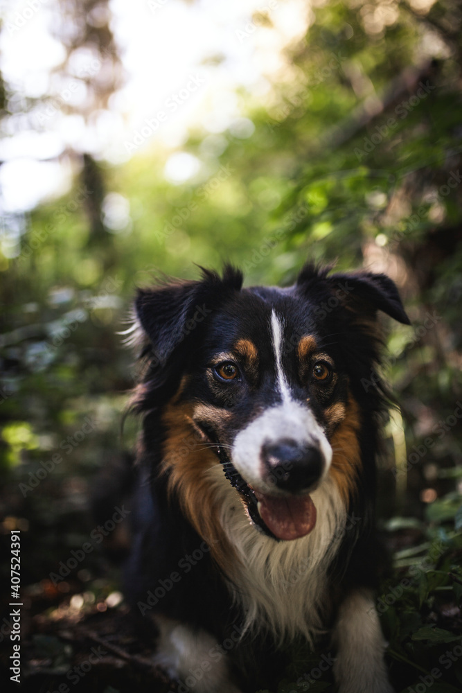 Potrait of an Australian Shepherd dog outdoor in the Fall. Close up head shot of a fluffy tri color Aussie in the nature. Dog sitting in bushes