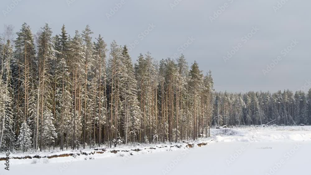 Snow-covered firs and pines. The lake. Aerial view. Snow-covered firs and pines. The lake. Aerial view.