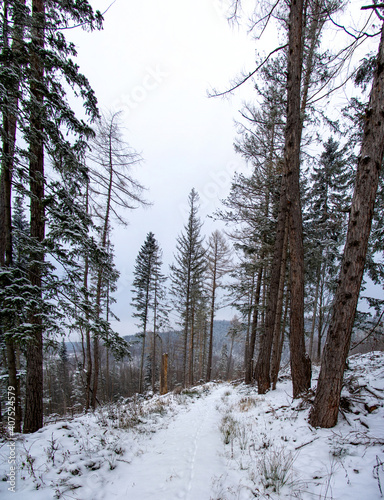 Fototapeta Naklejka Na Ścianę i Meble -  Winter forest on a cloudy day in the mountains