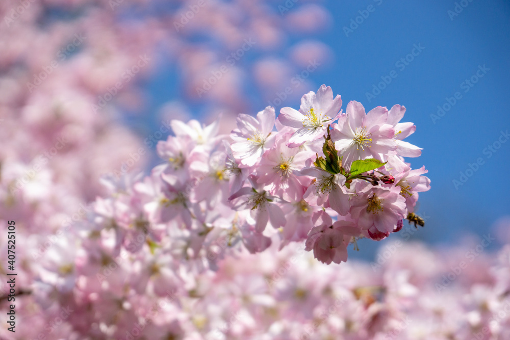cherry blossom in the spring, branch of cherry tree cherry blossom in the spring, branch of cherry tree
