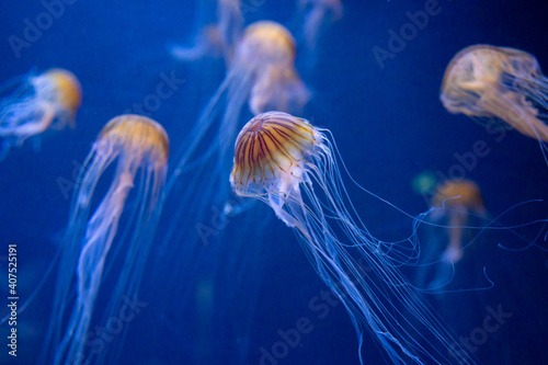 jelly fish in aquarium, high iso image © tl6781