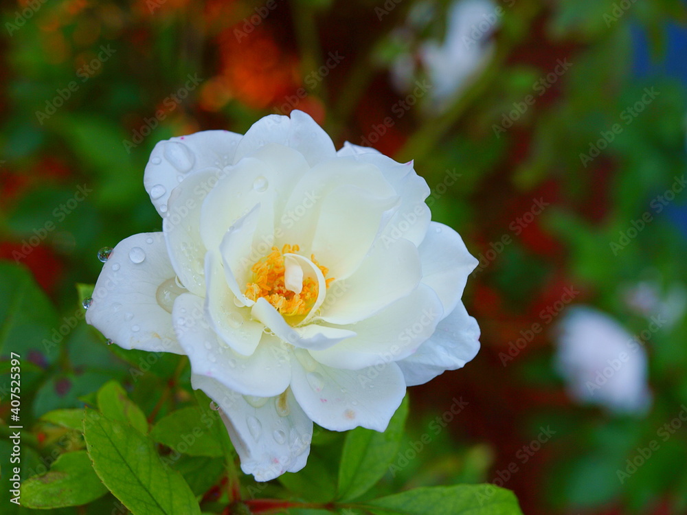 Obraz premium White Rose at Dusk