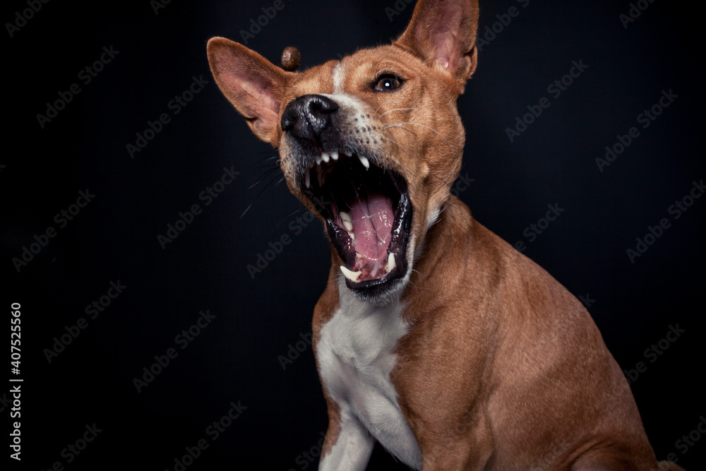 Basenji im Fotostudio schnappt nach essen. Hund fängt Treats und macht ein witziges gesicht. 