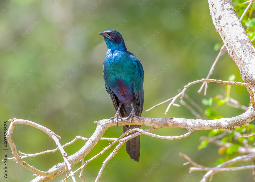 Greater blue starling