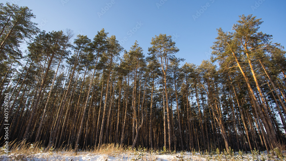 Many huge old tall green pine trees isolated on sunny clear winter blue sky background. Branches covered with fresh white snow