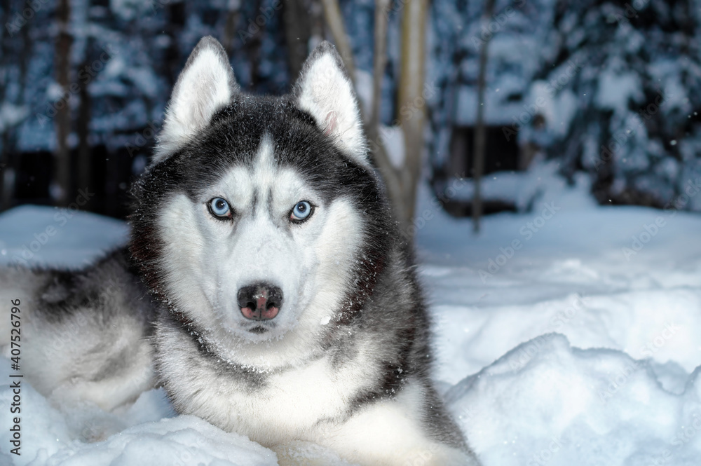 Siberian husky dog with blue eyes on walk in winter park. Dog is lying on the snow.