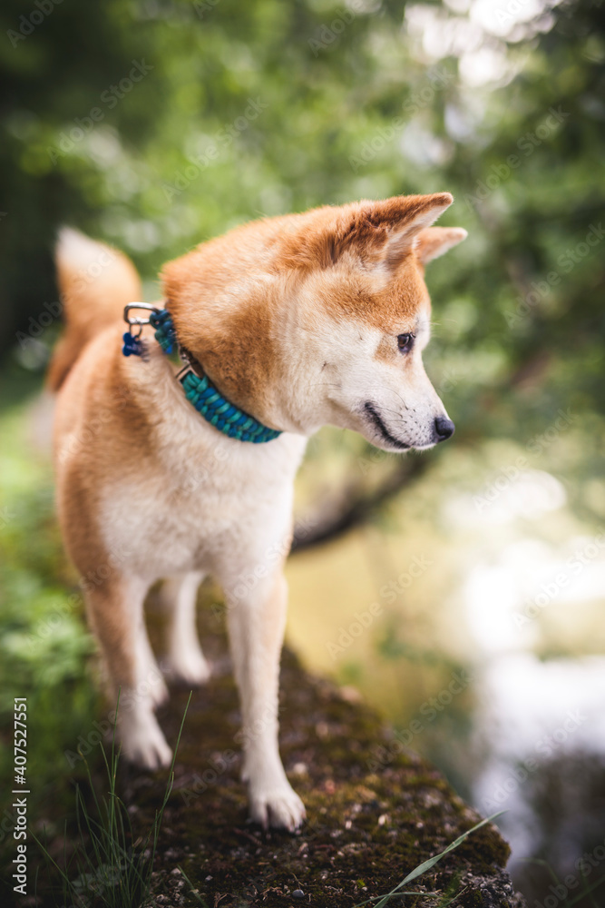 Shiba Inu auf einem Stein neben dem Wasser. Shiba Inu auf einem Stein neben dem Wasser.