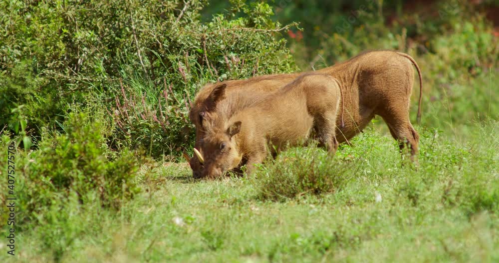 African Wildlife Warthog and Piglet Grazing on Grass and Bushes African Wildlife Warthog and Piglet Grazing on Grass and Bushes