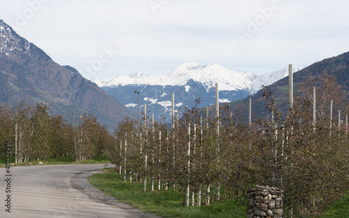 Picturesque landscape in Naturns in South Tirol in autumn, in the fore an apple plantation, in the background the snow-covered mountains, blue sky with clouds, no people