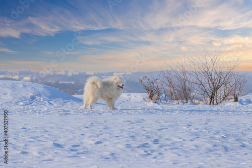 Samoyed - Samoyed beautiful breed Siberian white dog standing in the snow. He has an open mouth and a protruding tongue and closed eyes. In the background is a beautiful blue sky.