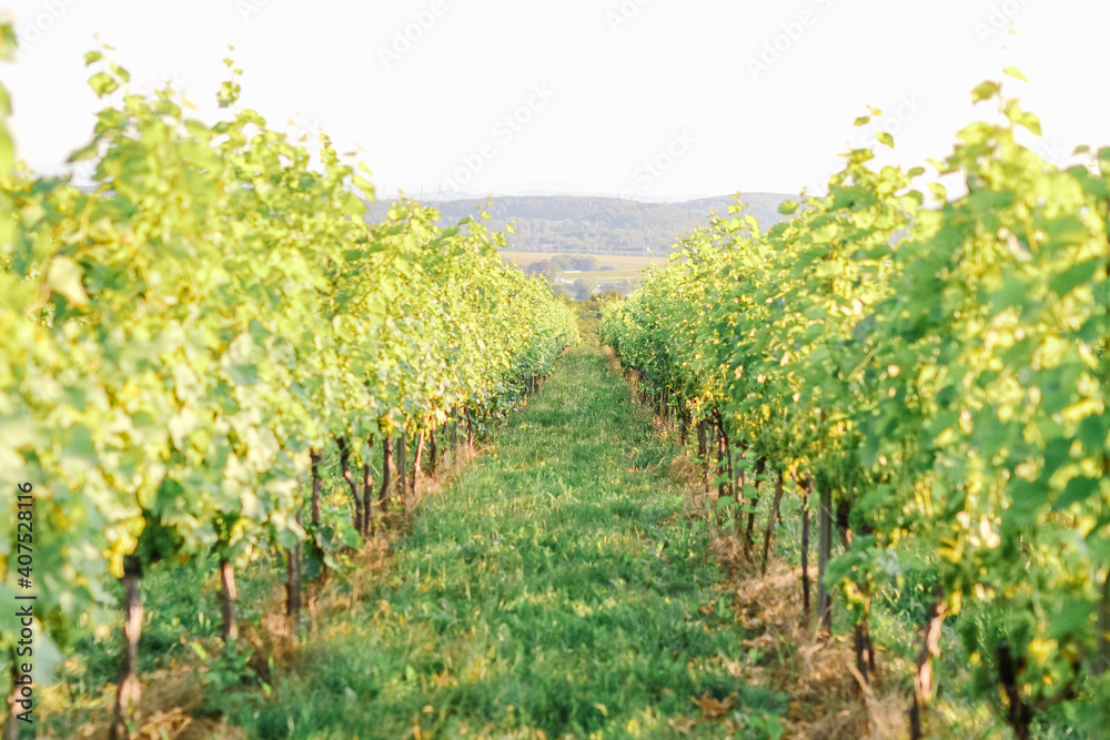 A beautiful view of a vineyard in the green hills 