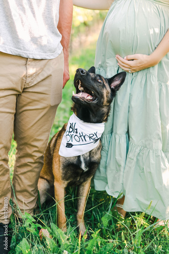 pregnant woman, man and their shepherd dog walking in the field  , a dog is wearing a bandana saying big brother