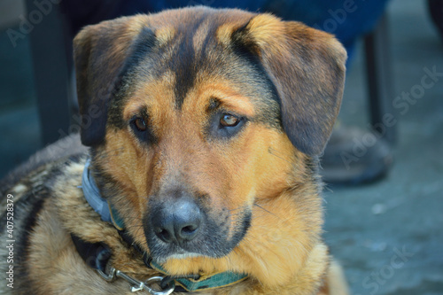 Beautiful domestic dog close up portrait.