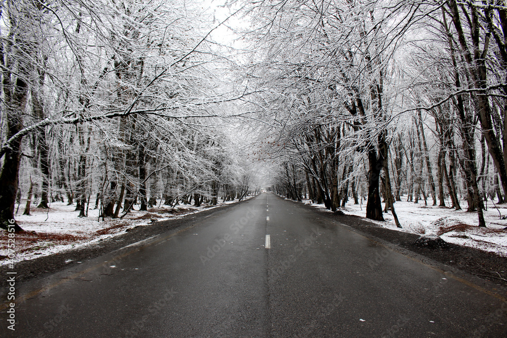 Snowy road in winter. Black and white colors of nature. Snowy forest road. Gabala - Azerbaijan
