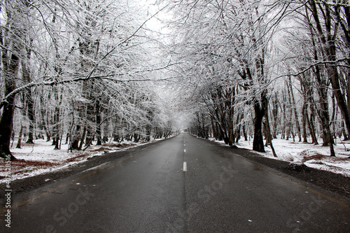 Snowy road in winter. Black and white colors of nature. Snowy forest road. Gabala - Azerbaijan
