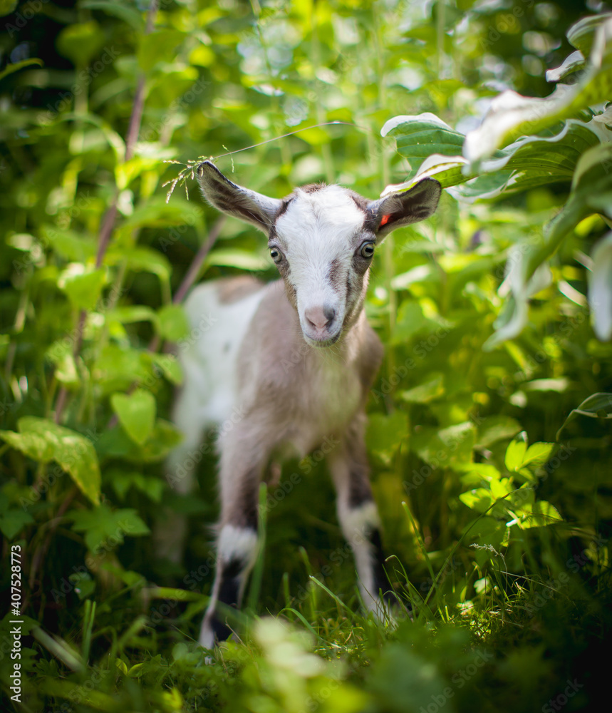 Fototapeta premium Cute young grey goatling in a garden