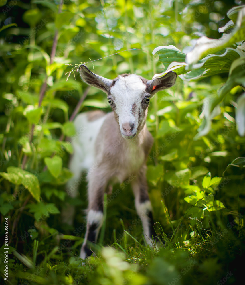 Cute young grey goatling in a garden