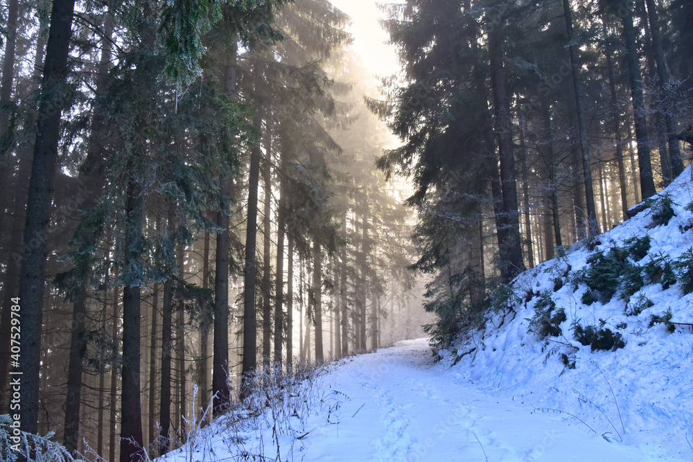 Naklejka premium Abenddämmerung im verschneiten Wald