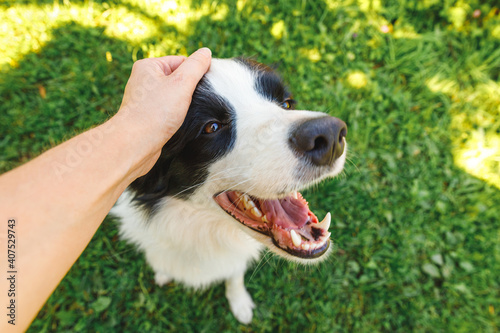 Fototapeta Naklejka Na Ścianę i Meble -  Woman hand stroking puppy dog border collie in summer garden or city park outdoor. Close up dog portrait. Owner playing with dog friend. Love for pets friendship support team concept.