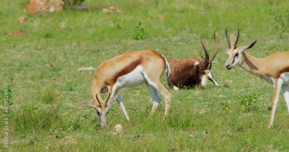 African Wildlife Bontebok Antelope and Dorcas Gazelle Feeding on Grass African Wildlife Bontebok Antelope and Dorcas Gazelle Feeding on Grass
