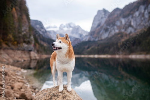 Shiba inu in den Österreichischen Alpen. Hund bei einem See in den Bergen.
Wunderschöne Landschaft mit japanischen Hund