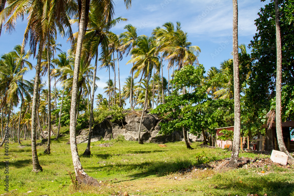 Fototapeta premium A grove of Coconuts Tress near the Island of Morro do Sao Bahia, Brazil