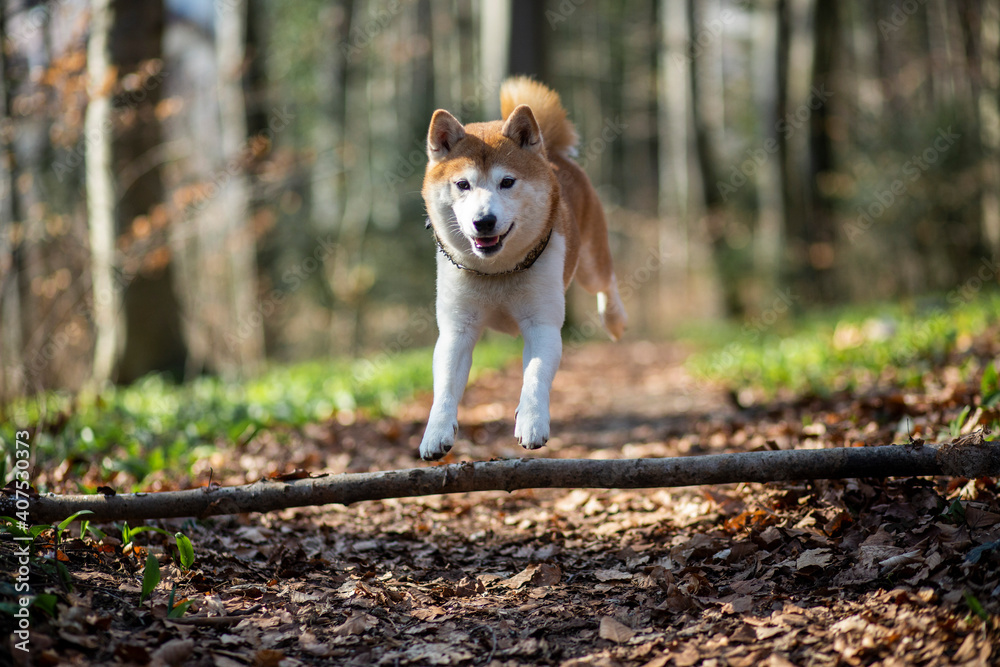 Shiba Inu läuft durch den Wald. Shiba Inu läuft durch den Wald.